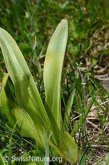 Photo: Orchis mascula. Leaves. Leaf top.