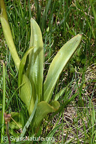 Photo: Orchis mascula. Stem and leaves.