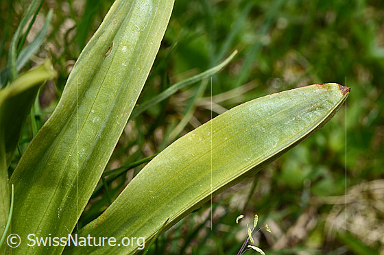 Foto: Männliches Knabenkraut (Orchis mascula). Blätter.