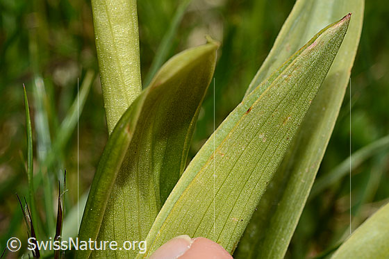 Photo: Orchis mascula. Leaf underside.
