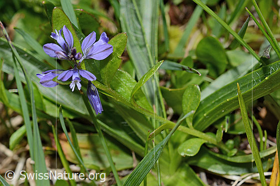 Foto: Voralpen-Kreuzblume (Polygala alpestris). Ganze Pflanze (Habitus).