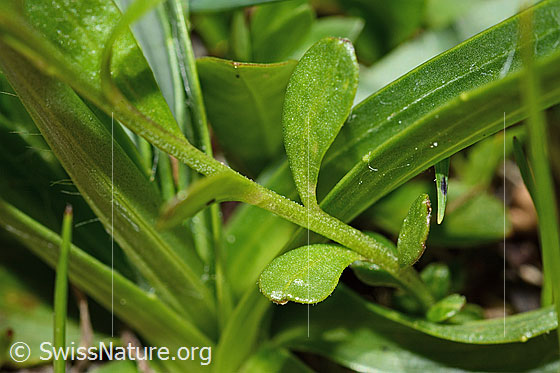 Photo: Polygala alpestris. Stem and leaves.