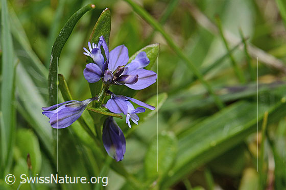 Photo: Polygala alpestris. Blossoms. View from above.