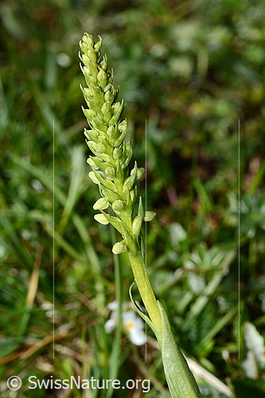 Photo: Pseudorchis albida. Inflorescence. Blossoms still closed.