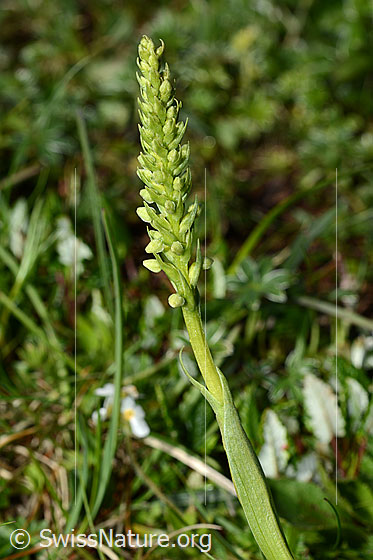 Photo: Pseudorchis albida. Whole plant (habiti). Blossoms still closed.