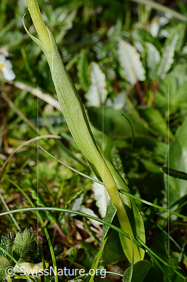 Photo: Pseudorchis albida. Stem and bracts.
