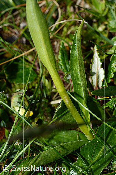 Photo: Pseudorchis albida. Leaves.