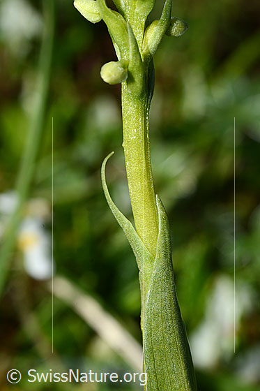 Photo: Pseudorchis albida. Stem and buds wrapped in a leaf.