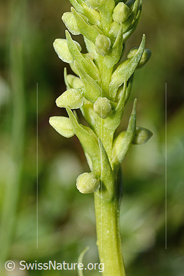 Photo: Pseudorchis albida. Stem and inflorescence. Blossoms still closed.