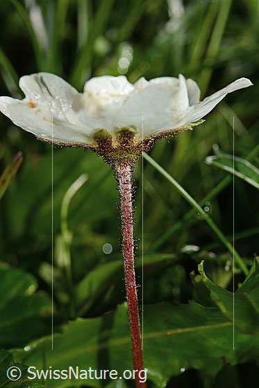 Foto: Silberwurz (Dryas octopetala). Blüte, Kelch und Stängel. Ansicht von der Seite.