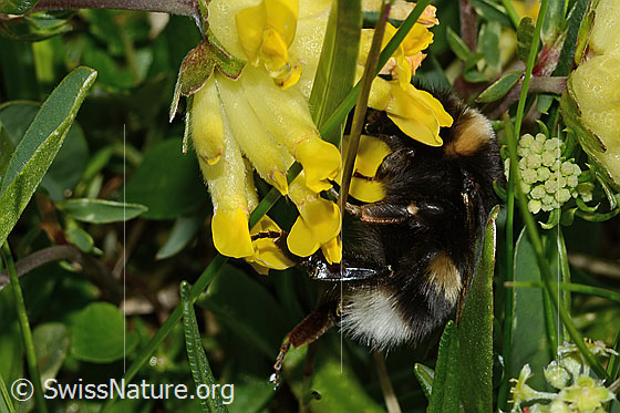 Foto: Wahrscheinlich Hellgelbe Erdhummel (Bombus lucorum) an Alpen-Wundklee (Anthyllis vulneraria ssp. alpestris). Länge 9 - 16mm. Ansicht von der Seite.