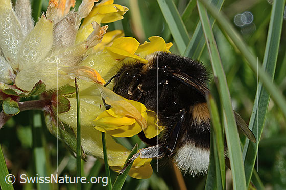 Photo: Probably Bombus lucorum on Anthyllis vulneraria ssp. Alpestris. Length 9 - 16mm. View from the side.