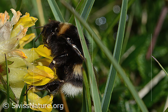 Foto: Wahrscheinlich Hellgelbe Erdhummel (Bombus lucorum) an Alpen-Wundklee (Anthyllis vulneraria ssp. alpestris). Länge 9 - 16mm. Ansicht von der Seite.