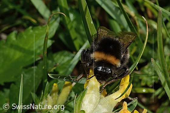 Foto: Wahrscheinlich Hellgelbe Erdhummel (Bombus lucorum) an Alpen-Wundklee (Anthyllis vulneraria ssp. alpestris). Länge 9 - 16mm. Ansicht von vorne.