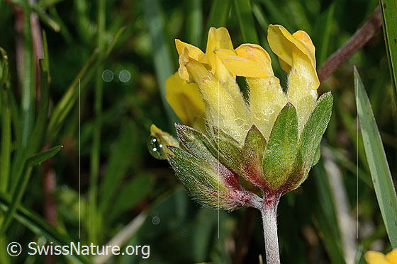 Foto: Alpen-Wundklee (Anthyllis vulneraria ssp. alpestris). Blüten. Ansicht von oben.