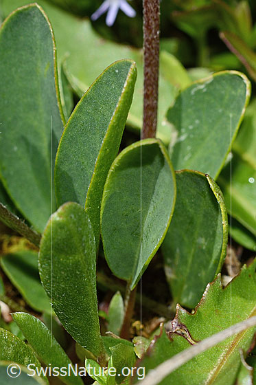 Foto: Alpen-Wundklee (Anthyllis vulneraria ssp. alpestris). Blätter. Blattoberseite.