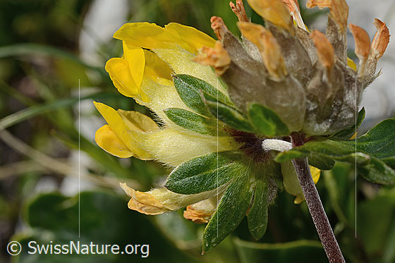 Foto: Alpen-Wundklee (Anthyllis vulneraria ssp. alpestris). Schiffchen der Blüten, Hüllblätter und Stängel.