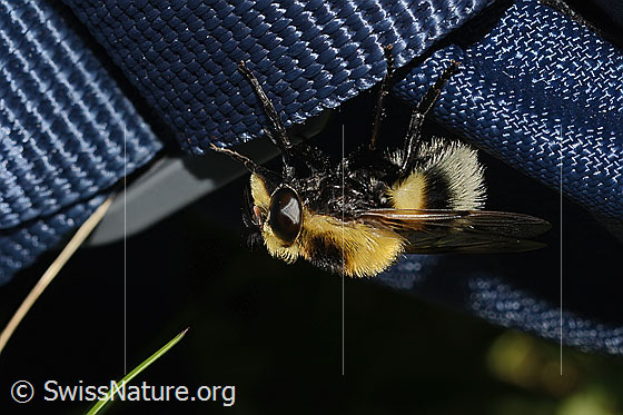 Hummel-Waldschwebfliege (Volucella bombylans var. plumata)