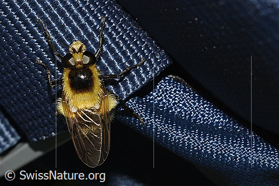 Foto: Hummel-Waldschwebfliege (Volucella bombylans var. plumata). Länge 11 - 15mm. Weibchen. Ansicht von oben.