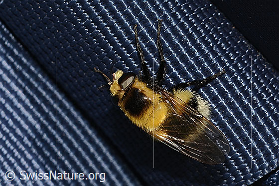Foto: Hummel-Waldschwebfliege (Volucella bombylans var. plumata). Länge 11 - 15mm. Weibchen. Ansicht von schräg oben.