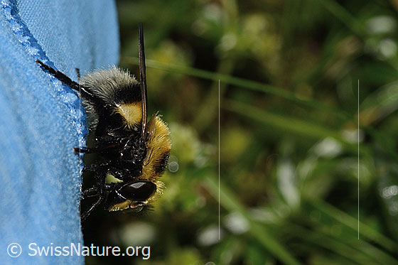 Foto: Hummel-Waldschwebfliege (Volucella bombylans var. plumata). Länge 11 - 15mm. Weibchen. Ansicht von der Seite.