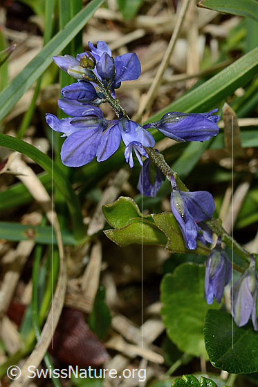 Photo: Probably Polygala alpestris. Whole plant (habit).