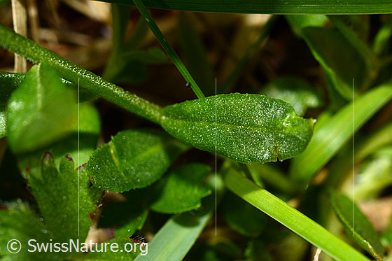 Photo: Probably Polygala alpestris. Stem and leaf.