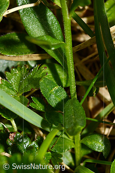 Photo: Probably Polygala alpestris. Stem and leaves.