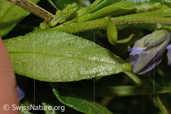Photo: Probably Polygala alpestris. Stem and leaf.