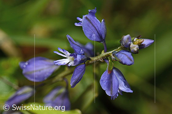 Photo: Probably Polygala alpestris. Blossoms.