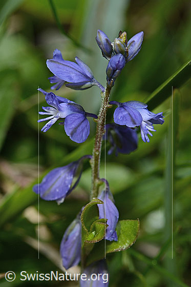 Photo: Probably Polygala alpestris. Blossoms.
