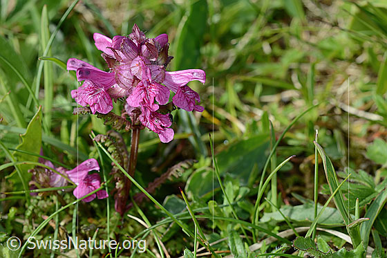 Foto: Quirlblättriges Läusekraut (Pedicularis verticillata). Ganze Pflanze (Habitus).