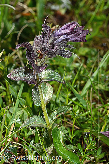 Photo: Bartsia alpina. Whole plant (habiti).