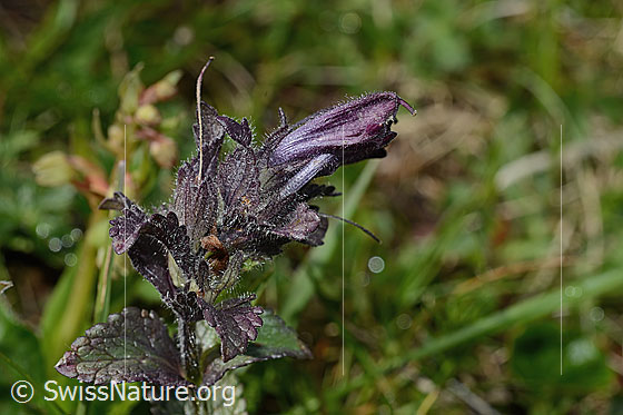Foto: Alpenhelm (Bartsia alpina). Blüte und Blätter.