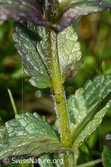 Foto: Alpenhelm (Bartsia alpina). Stängel und Blätter.
