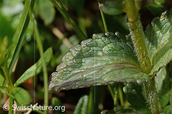 Foto: Alpenhelm (Bartsia alpina). Blatt und Stängel.