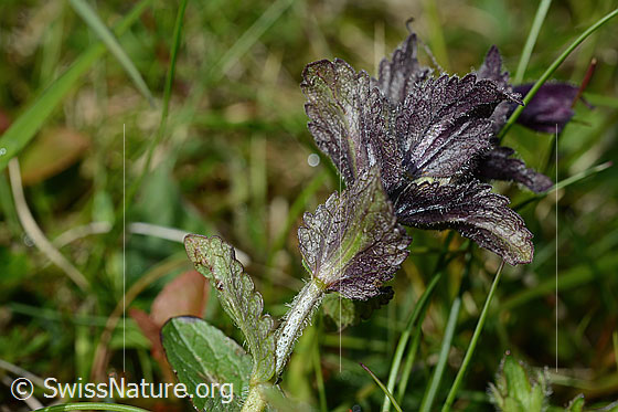 Foto: Alpenhelm (Bartsia alpina). Blattunterseite.