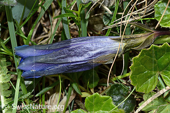 Photo: Gentiana clusii. Closed flower.