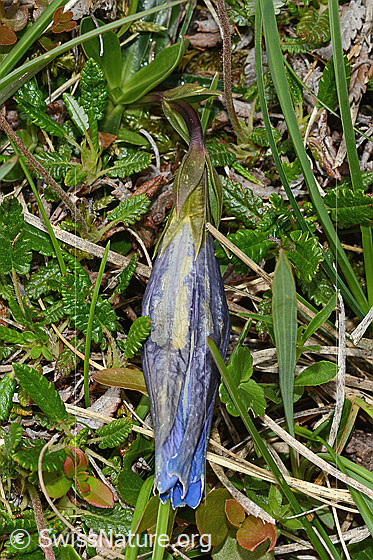 Photo: Gentiana clusii. Closed flower, calyx and stem.