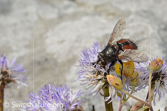 Foto: Wahrscheinlich Nowickia ferox (Raupenfliege) auf Herzblättrige Kugelblume (Globularia cordifolia). 13mm. Weibchen. Ansicht von schräg oben.