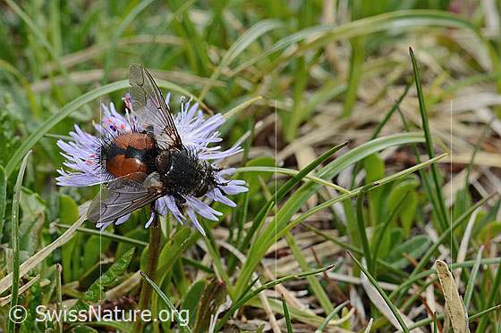 Foto: Wahrscheinlich Nowickia ferox (Raupenfliege) auf Herzblättrige Kugelblume (Globularia cordifolia). 13mm. Weibchen. Ansicht von oben.