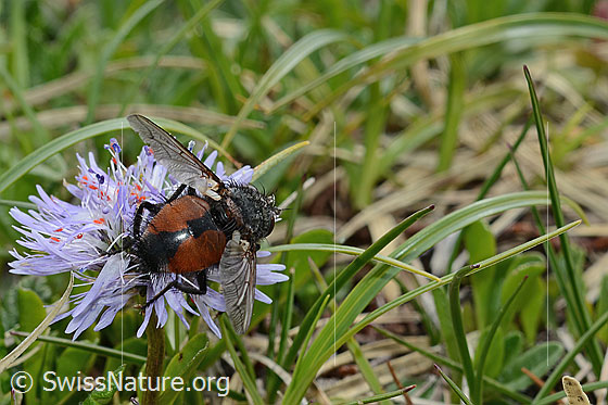 Photo: Probably Nowickia ferox on Globularia cordifolia. 13mm. Female. View from behind oben.