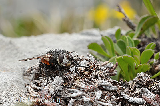 Photo: Probably Nowickia ferox. 13mm. Female. View from the front.