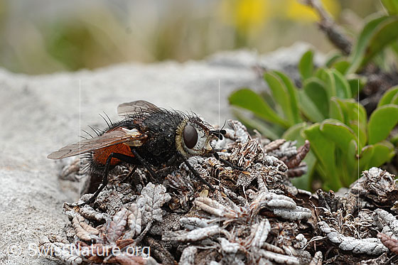 Photo: Probably Nowickia ferox. 13mm. Female. View diagonally from the front.