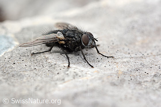 Photo: Bellardia viarum. Length 8mm. Male. View diagonally from the front.