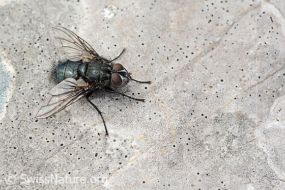 Photo: Bellardia viarum. Length 8mm. Male. View from above.