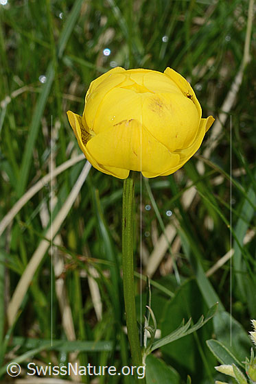 Foto: Trollblume (Trollius europaeus). Blüte und Stängel.