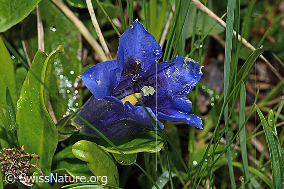 Photo: Gentiana clusii. Blossom. View from the side above.