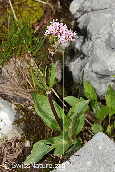 Foto: Berg-Baldrian (Valeriana montana). Ganze Pflanze (Habitus).