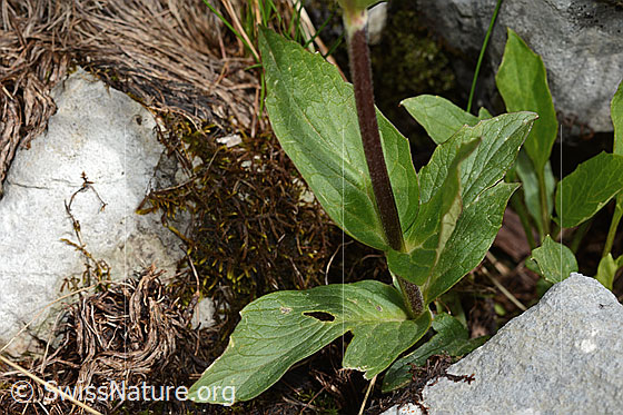 Foto: Berg-Baldrian (Valeriana montana). Stängel und Stängelblätter.